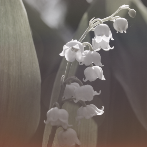 Maiglöckchen - Der Duft der Eizellen