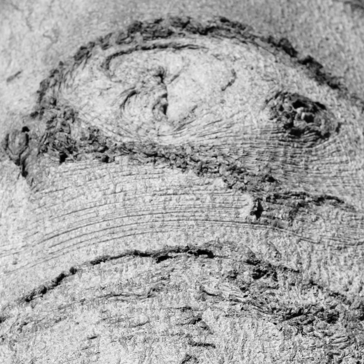 Bist Du ein Holz-Typ?