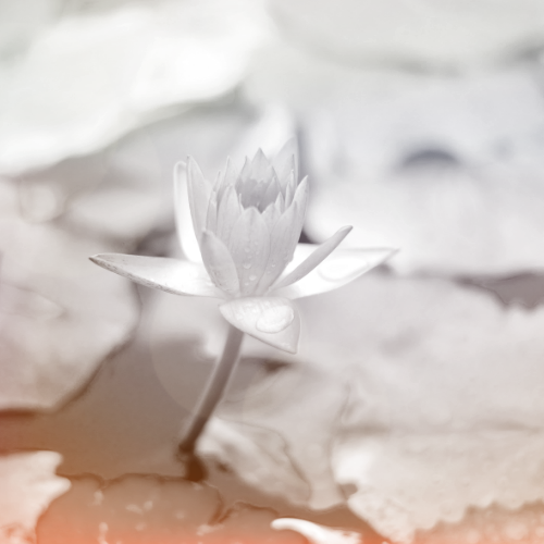 Der Tiefsinn des Wasser- Typen