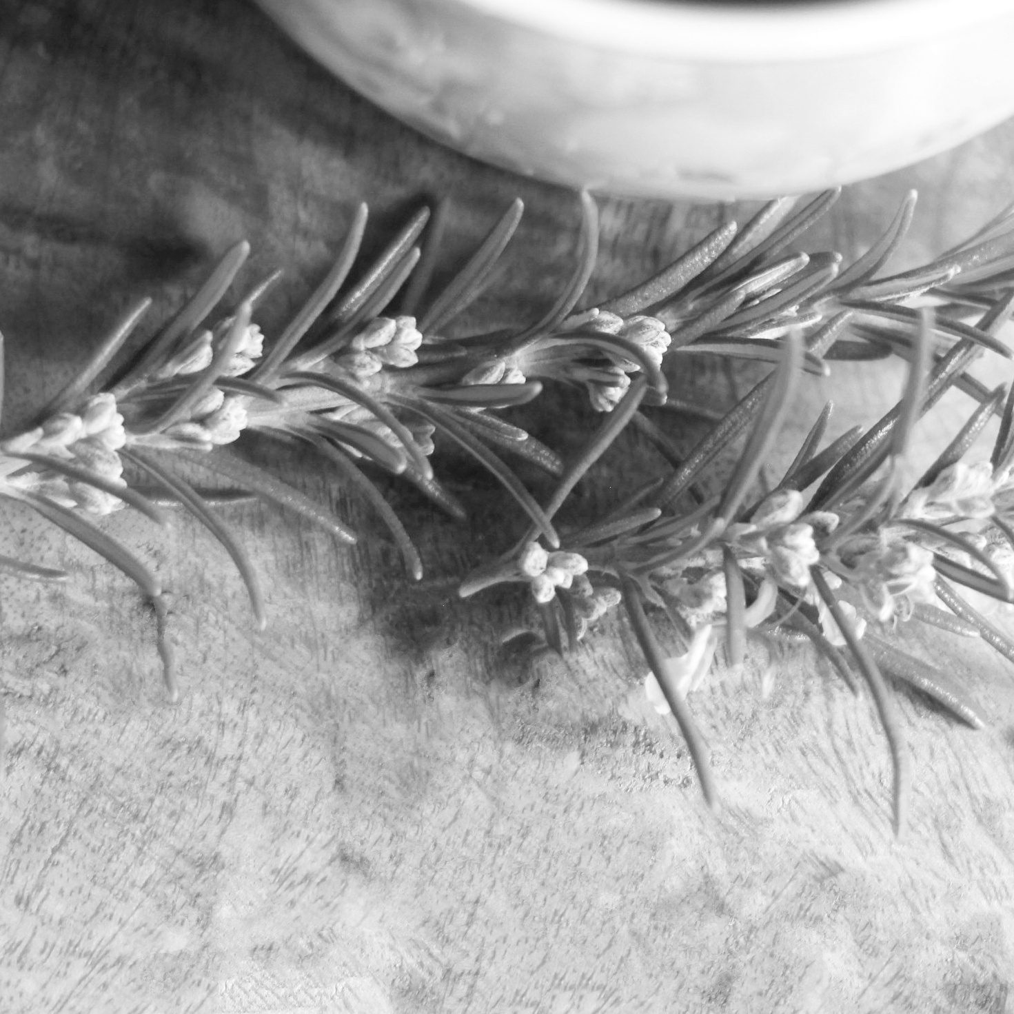 Rosmarin - macht klug