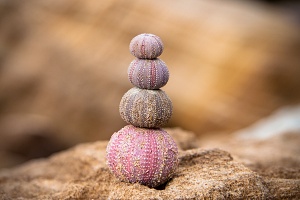 Wandlungen Wandlungen